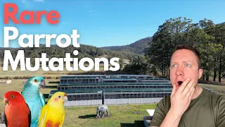 Worlds Rarest Parrot Mutations - Exclusive content from Australia. Your Parrot in Down Under.