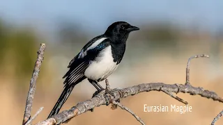 Eurasian magpie couple's nest building work