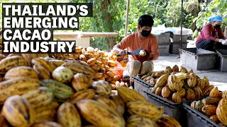 Sourcing Cacao in Thailand | Ep.90 | Craft Chocolate TV