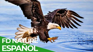 Fuerzas Especiales Animales | Fuerzas Aéreas | Free Documentary Nature - Español