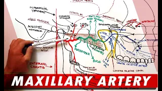 MAXILLARY ARTERY and its Branches - Anatomy Tutorial