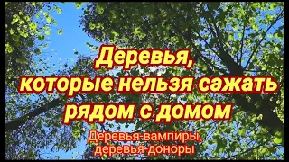 Деревья, которые нельзя сажать рядом с домом