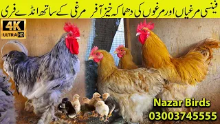 Fancy Hen and Rooster at Nazar Birds Setup | Brahma Chicken, Silkie Chicken, Polish Chicken, Chicks
