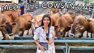 Meet JERSEY COWS in this UAE DAIRY FARM | Rumailah Farm | Fujairah | Farm Tour