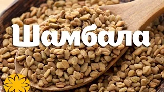 Шамбала (Пажитник, Фенугрек, Чаман, Хильба, Fenugreek) Amideya.com.ua