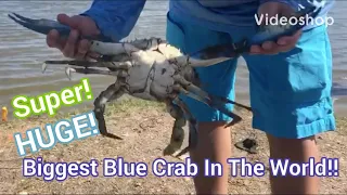 Biggest Blue Crab On YouTube!!