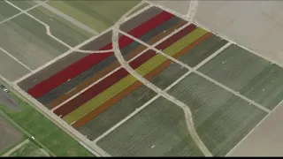 AERIALS: Spring tulips in bloom in Skagit Valley