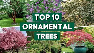 10 Most Popular Ornamental Trees for Your Garden 👌🌿💚 // PlantDo Home & Garden