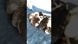 Rescued Cat Gave Birth