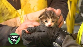 Kitten rescued from recycling center conveyor belt in the nick of time