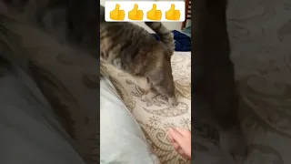 Приколы с котами. Смешные животные. Funny cats