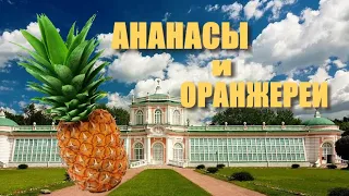 Ананасы и оранжереи