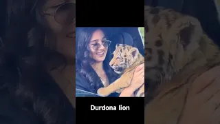 durdonafunclub lion