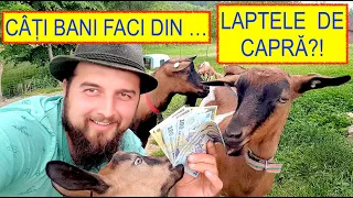 CÂȚI BANI FACI DIN LAPTELE DE CAPRĂ? #OrășeanLaȚară!