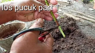 bahan bonsai sancang los pucuk  part 1