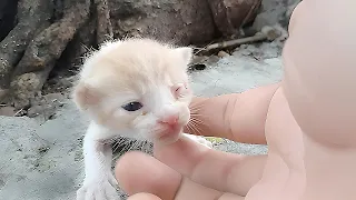 Abandoned FRAIL Kitten: PUT in HARROWING State But BRAVELY Meow for Mom. Cat Rescue Cat videos Purr