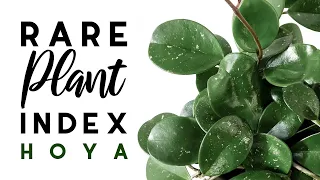 Rare Plant Index #7 | Hoya | Uncommon to Extremely Rare Plants!