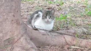 🪟Watch This Calming 🪁 Relax by the Tree for a Peaceful Day 🏞#youtube #catlovers #catlife #cat