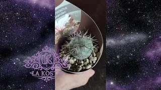 Тефрокактус Александери (Tephrocactus Alexanderi)