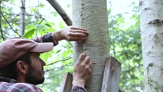 How to Harvest Birch bark (Green Woodworking)