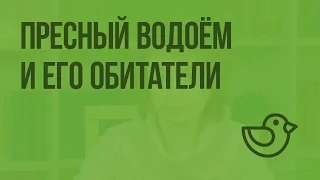 Пресный водоём и его обитатели. Видеоурок по окружающему миру 3  класс