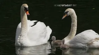 В заводском пруду Московского НПЗ родилось новое поколение лебедей