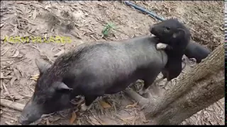 FUUNY PIG - BREED PIG - WHEN PIG LOVE ll Farm Village.P1