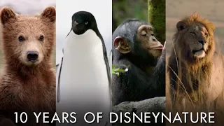 Celebrating 10 Years of Disneynature