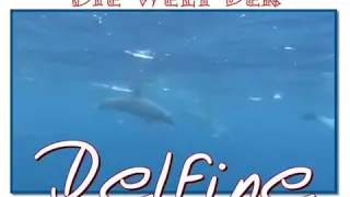 Delfin Doku #german #delfinesindschwulehaie