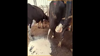 The vet helped a cow get relief after draining huge abscess