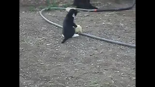 😱😱😱😭fight kitten duck...бой, Котёнок & Индоутка жесть, ржач.прикол