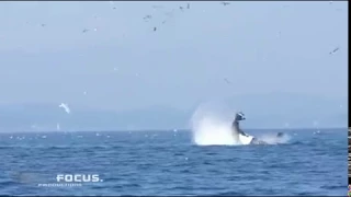 Летающий тюлень и кит убийца.
