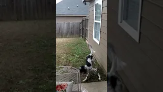 Sherlock Holmes the English Setter running, burning off some energy.