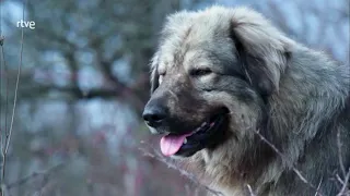 Vivir con lobos (Grandes documentales una serie de TVE)