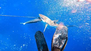 SPEARFISHING FOR DOGTOOTH TUNA | CLOSE ENCOUNTERS | FIGHTING OFF SHARKS 500KM OUT TO SEA🦈 CORAL SEA