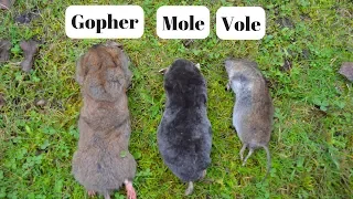 How To Identify If You Have Gophers, Moles, Or Voles Digging Up Your Yard.