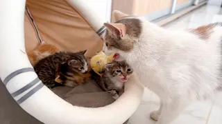 Hungry Baby Kittens Meet Mommy Cat at Home