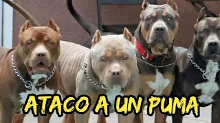 Los 10 perros que estan Prohibidos en el Mundo