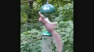 Mr Squirrel's Wild Ride