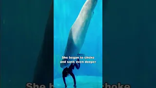 Beluga Whale That Saved A Diver's Life