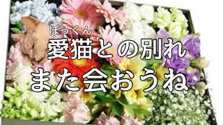 【お別れ】愛猫ぽっくんが虹の橋を渡るまでの一週間、一緒に過ごした時間を忘れない🌈恋するしっぽ愛おしい小さなナイト🩵