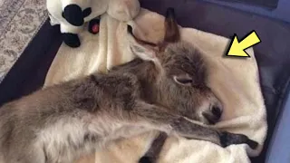 The Little Donkey Grew Up With Dogs and Thinks He Is One of Them . Look at This