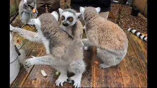 Baby Lemurs at Hoo Farm