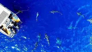 CRAZY SHARK ATTACK FOOTAGE!! Bluewater Spearfishing And Fishing (Mahi Mahi Poke Bowls) - Ep 148