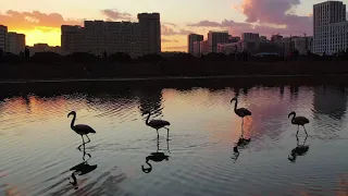 Удивительные фламинго на озере Талдыколь в Нур-Султане. Amazing  flamingos in Nur-Sultan.