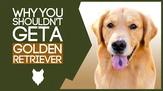 GOLDEN RETRIEVER! 5 Reasons you SHOULD NOT GET A Golden Retriever Puppy!