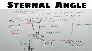 Sternal Angle | Angle of Louis | Thorax Anatomy | TCML