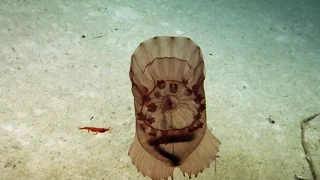 Sea Cucumbers of the Deep | Nautilus Live