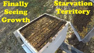 Single Brood Seeing Some Growth | Prevent Starving Bees