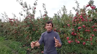 Яблоневый сад🍎Такого вы точно ещё не видели!@user-dg7bv1nl5f